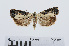  ( - RMNH.INS.540778)  @12 [ ] Unspecified (default): All Rights Reserved  Unspecified Unspecified