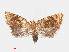  ( - RMNH.INS.540812)  @13 [ ] Unspecified (default): All Rights Reserved  Unspecified Unspecified