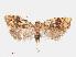 ( - RMNH.INS.540862)  @13 [ ] Unspecified (default): All Rights Reserved  Unspecified Unspecified