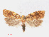  ( - RMNH.INS.540863)  @13 [ ] Unspecified (default): All Rights Reserved  Unspecified Unspecified