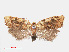  ( - RMNH.INS.540865)  @13 [ ] Unspecified (default): All Rights Reserved  Unspecified Unspecified