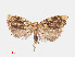  ( - RMNH.INS.540873)  @13 [ ] Unspecified (default): All Rights Reserved  Unspecified Unspecified