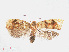  ( - RMNH.INS.540883)  @13 [ ] Unspecified (default): All Rights Reserved  Unspecified Unspecified