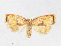  ( - RMNH.INS.540921)  @14 [ ] Unspecified (default): All Rights Reserved  Unspecified Unspecified