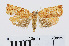  ( - RMNH.INS.540925)  @14 [ ] Unspecified (default): All Rights Reserved  Unspecified Unspecified