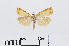 (Chrysoteuchia - RMNH.INS.540931)  @15 [ ] Unspecified (default): All Rights Reserved  Unspecified Unspecified