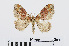  ( - RMNH.INS.540950)  @14 [ ] Unspecified (default): All Rights Reserved  Unspecified Unspecified