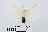  ( - RMNH.INS.540977)  @13 [ ] Unspecified (default): All Rights Reserved  Unspecified Unspecified