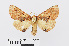  ( - RMNH.INS.540978)  @13 [ ] Unspecified (default): All Rights Reserved  Unspecified Unspecified
