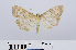  (Patania ruralis - RMNH.INS.540996)  @14 [ ] Unspecified (default): All Rights Reserved  Unspecified Unspecified