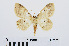 ( - RMNH.INS.541037)  @13 [ ] Unspecified (default): All Rights Reserved  Unspecified Unspecified