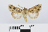  ( - RMNH.INS.541059)  @14 [ ] Unspecified (default): All Rights Reserved  Unspecified Unspecified