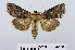  (Abrostola triplasia - RMNH.INS.541064)  @15 [ ] Unspecified (default): All Rights Reserved  Unspecified Unspecified