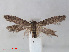  ( - RMNH.INS.544351)  @13 [ ] Unspecified (default): All Rights Reserved  Unspecified Unspecified
