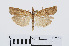  ( - RMNH.INS.544380)  @13 [ ] Unspecified (default): All Rights Reserved  Unspecified Unspecified
