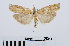 ( - RMNH.INS.544387)  @14 [ ] Unspecified (default): All Rights Reserved  Unspecified Unspecified