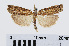  ( - RMNH.INS.544388)  @13 [ ] Unspecified (default): All Rights Reserved  Unspecified Unspecified
