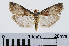  ( - RMNH.INS.544390)  @13 [ ] Unspecified (default): All Rights Reserved  Unspecified Unspecified