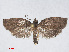  ( - RMNH.INS.544485)  @13 [ ] CreativeCommons - Attribution Non-Commercial Share-Alike (2014) Unspecified Naturalis, Biodiversity Centre