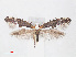  ( - RMNH.INS.544503)  @13 [ ] CreativeCommons - Attribution Non-Commercial Share-Alike (2012) Unspecified Naturalis, Biodiversity Centre