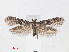  ( - RMNH.INS.544505)  @14 [ ] CreativeCommons - Attribution Non-Commercial Share-Alike (2012) Unspecified Naturalis, Biodiversity Centre