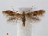  (Bucculatrix ulmella - RMNH.INS.544507)  @15 [ ] Unspecified (default): All Rights Reserved  Unspecified Unspecified