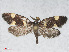  ( - RMNH.INS.544523)  @13 [ ] CreativeCommons - Attribution Non-Commercial Share-Alike (2014) Unspecified Naturalis, Biodiversity Centre