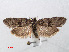  ( - RMNH.INS.538667)  @14 [ ] Unspecified (default): All Rights Reserved  Unspecified Unspecified