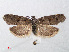  (Tortricodes - RMNH.INS.538682)  @15 [ ] Unspecified (default): All Rights Reserved  Unspecified Unspecified