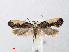  ( - RMNH.INS.538730)  @13 [ ] Unspecified (default): All Rights Reserved  Unspecified Unspecified
