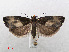  ( - RMNH.INS.538770)  @13 [ ] Unspecified (default): All Rights Reserved  Unspecified Unspecified