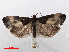  ( - RMNH.INS.538771)  @13 [ ] Unspecified (default): All Rights Reserved  Unspecified Unspecified