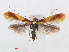  (Caloptilia alchimiella - RMNH.INS.538801)  @14 [ ] Unspecified (default): All Rights Reserved  Unspecified Unspecified