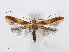  (Caloptilia robustella - RMNH.INS.538802)  @14 [ ] Unspecified (default): All Rights Reserved  Unspecified Unspecified