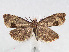  ( - RMNH.INS.540666)  @13 [ ] Unspecified (default): All Rights Reserved  Unspecified Unspecified