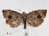  ( - RMNH.INS.540667)  @14 [ ] Unspecified (default): All Rights Reserved  Unspecified Unspecified