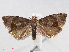  ( - RMNH.INS.540672)  @13 [ ] Unspecified (default): All Rights Reserved  Unspecified Unspecified