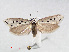  ( - RMNH.INS.540710)  @11 [ ] Unspecified (default): All Rights Reserved  Unspecified Unspecified