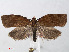  ( - RMNH.INS.540713)  @15 [ ] Unspecified (default): All Rights Reserved  Unspecified Unspecified
