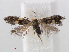  (Ectoedemia subbimaculella - RMNH.INS.540797)  @15 [ ] Unspecified (default): All Rights Reserved  Unspecified Unspecified