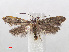  (Paraswammerdamia nebulella - RMNH.INS.540798)  @14 [ ] Unspecified (default): All Rights Reserved  Unspecified Unspecified