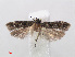  ( - RMNH.INS.540916)  @12 [ ] Unspecified (default): All Rights Reserved  Unspecified Unspecified