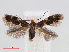  (Bucculatrix cidarella - RMNH.INS.540938)  @14 [ ] Unspecified (default): All Rights Reserved  Unspecified Unspecified