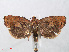  ( - RMNH.INS.540953)  @12 [ ] Unspecified (default): All Rights Reserved  Unspecified Unspecified