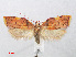  (Peleopodinae - RMNH.INS.540967)  @15 [ ] Unspecified (default): All Rights Reserved  Unspecified Unspecified