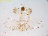  ( - RMNH.INS.15582)  @11 [ ] CreativeCommons - Attribution Share-Alike (2025) Erik J van Nieukerken Naturalis Biodiversity Center