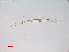 ( - RMNH.INS.15582)  @11 [ ] CreativeCommons - Attribution Share-Alike (2025) Erik J van Nieukerken Naturalis Biodiversity Center