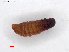  ( - RMNH.INS.31722)  @11 [ ] CreativeCommons  Attribution (by) (2022) Erik J. van Nieukerken-Naturalis Naturalis Biodiversity Center