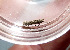  ( - RMNH.INS.15582)  @11 [ ] CreativeCommons - Attribution Share-Alike (2025) Dick Groenendijk Naturalis Biodiversity Center