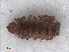  ( - RMNH.DIP.1682)  @11 [ ] CreativeCommons - Attribution Non-Commercial Share-Alike (2013) Unspecified Naturalis Biodiversity Center